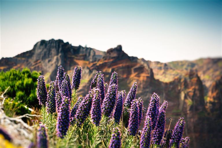 Madeira - Grüne Trauminsel im Atlantik ©borchee/istock